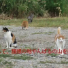 Отель Okinawa Freedom, фото 38
