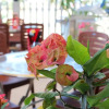 Отель Bien Lac Homestay, фото 10