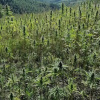 Отель Cannabis Clinic & Restaurant, фото 33