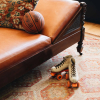 Отель Chicago Athletic Association, a Hyatt Hotel, фото 15