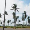 Отель Lotus Seaview Beach Resort, фото 16