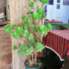 Отель Shiyue Weicheng Inn, фото 6