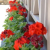 Отель Gosti, фото 18