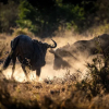 Отель Toro River Lodges Big 5 Exclusive Safari, фото 24