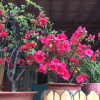 Отель Yinshenju Guesthouse, фото 2