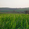 Отель Agriturismo Poggio alle Calle, фото 9