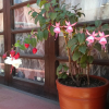 Отель Nirvana Healing Center - Adults Only - Hostel, фото 12