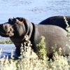 Отель Kuganha Tented Camp, фото 14