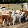 Отель Silverstream Alpaca Farmstay and Tour, фото 41