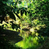 Отель La Gamba Rainforest Lodge, фото 8