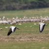 Отель RAAS Chhatrasagar, фото 14