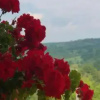 Отель Pensiunea Tincu, фото 13