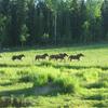 Отель Luomajärven Hevoskievari, фото 12