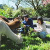 Отель Silverstream Alpaca Farmstay and Tour, фото 47
