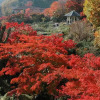 Отель Gora Hanaougi-Sounkaku, фото 38