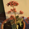 Отель ShreeRam Homestay, фото 16