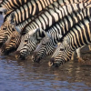 Отель Cybele Lodge, фото 26