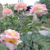 Отель Banon Resorts, фото 13