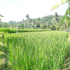 Отель Oyo Homes 91094 Desa Wisata Banyuatis, фото 17