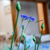 Отель Puzhehei Shicui Garden Homestay, фото 7