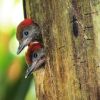 Отель Heliconia Island, фото 15