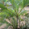 Отель Yala Beach Resort, фото 5