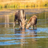 Отель Henrys Lake Goose Bay, фото 19