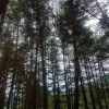 Отель Eco Hotel Borjomi, фото 9