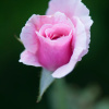 Отель Jasmine Resort, фото 2