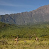 Отель Hatari Lodge, фото 23