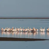 Отель Lagoon Loge, фото 12