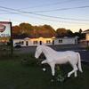 Отель The White Horse Motel, фото 14