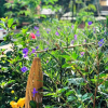 Отель Ninh Binh Greenland Homestay, фото 19