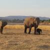 Отель Mikango Safari Lodge Zambia в Национальном парке South Luangwa