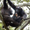 Отель Chimpanzee Lodge, фото 13