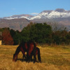 Отель Ardmore Guest Farm, фото 22