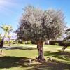 Отель Condado de Alhama Jardin 13 Appartement 1506, фото 9