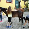 Отель Reitstall Familie Inghofer - Gästehaus & Bauernhof, фото 25