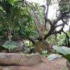 Отель Cashew Nut Grove Chalets, фото 14