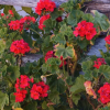 Отель Hostal Rosita Guayama Quilotoa, фото 13