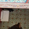 Отель Dar Gerniz, фото 13