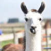 Отель Glamping With Llamas, фото 19