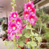 Отель Wuju Wusu Homestay, фото 11