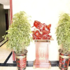 Отель Jixiang Hotel, фото 6