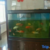 Отель Shunhang Hotel (Harbin Taiping International Airport Branch), фото 2