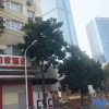Отель Home Inn (Changsha Jianxiang Road Furong Square Metro Station), фото 1