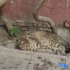 Отель Kuqa Xiyu Homestay, фото 4