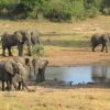 Отель Royal Thonga Safari Lodge, фото 42