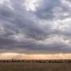 Отель Losokwan Luxury Tented Camp - Maasai Mara, фото 17