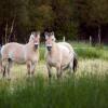 Отель Kvebergsøya Gard, фото 25